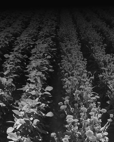 Monitor Your Fields with Agricultural Drones